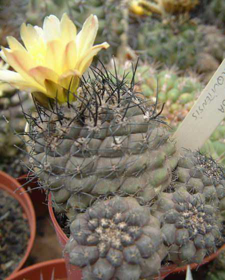 Copiapoa barquitensis Dscf1009