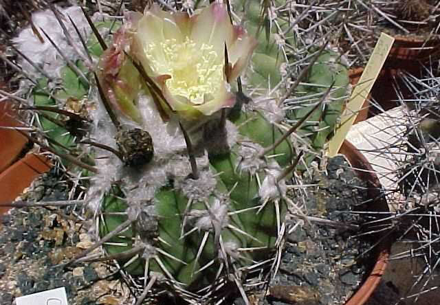 Copiapoa bridegsii