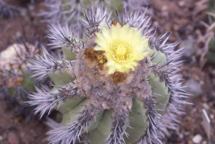 Copiapoa calderana (= lembckei)