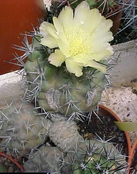 Copiapoa cinerascens MVC-478F (1)