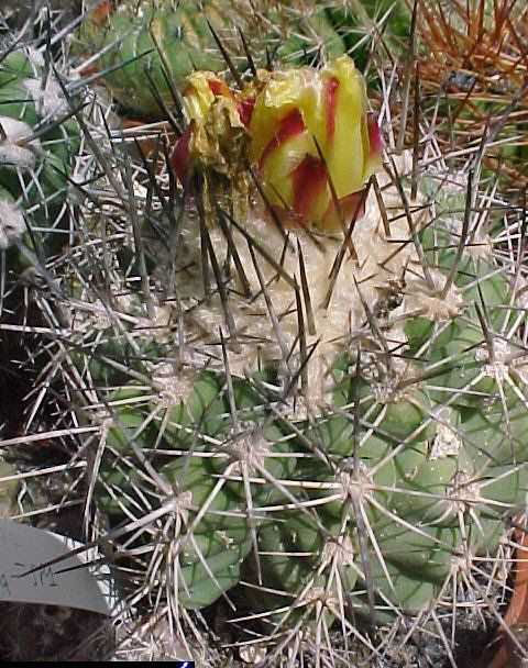 Copiapoa cinerascens v. grandiflora (sp1)