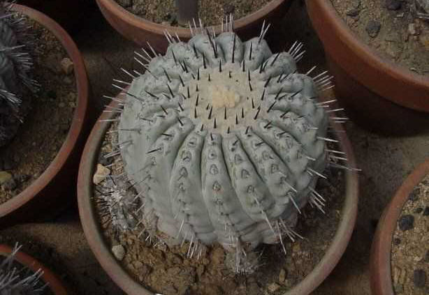 Copiapoa cinerea PP1