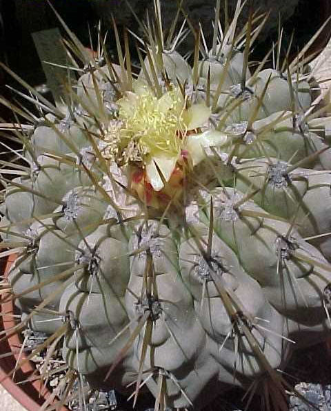 Copiapoa cinerea v. albispina (1)