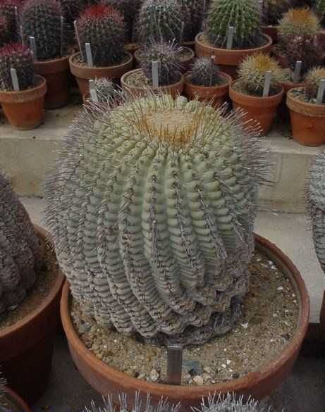 Copiapoa cinerea v. columna-alba PP