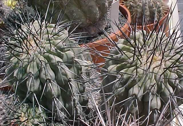 Copiapoa cinerea v. dealbata (1)