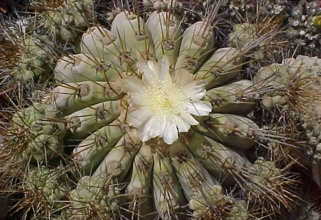 Copiapoa cinerea v. gigantea (1)