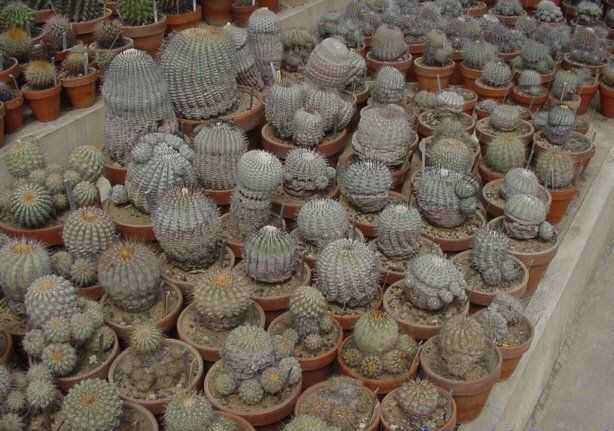 Copiapoa collection JEM