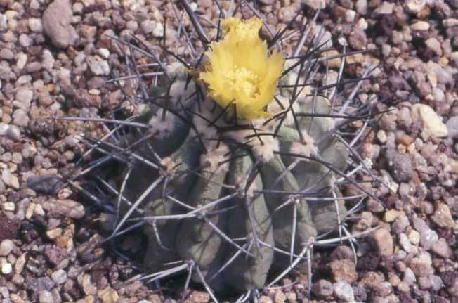 Copiapoa coquimbana v. wagenknechtii