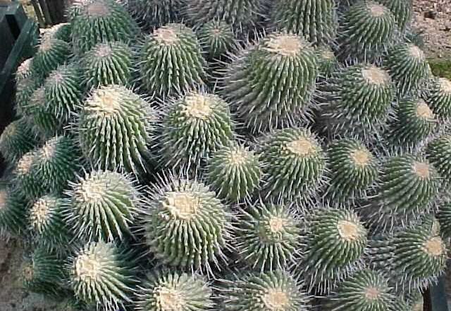 Copiapoa dealbata (large)