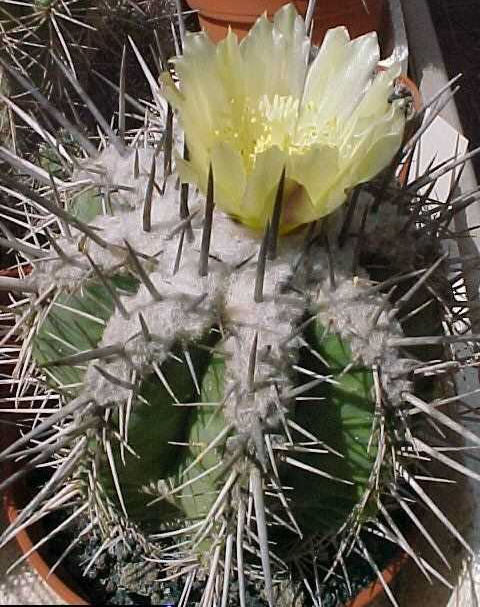 Copiapoa desertorum