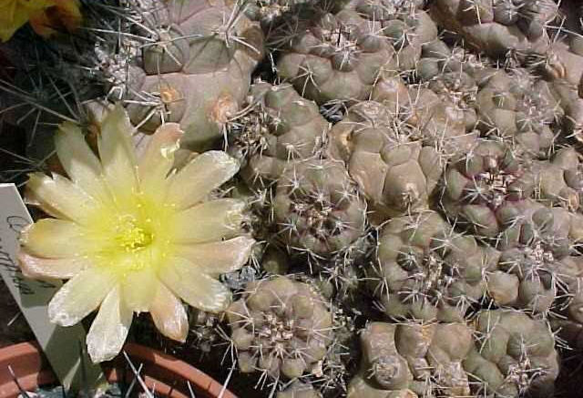 Copiapoa esmeraldana