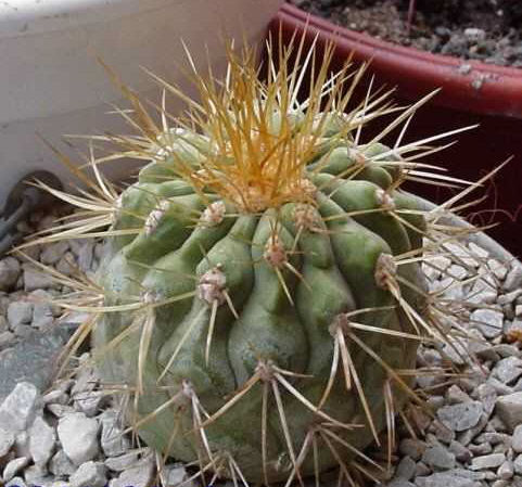 Copiapoa gigantea_3