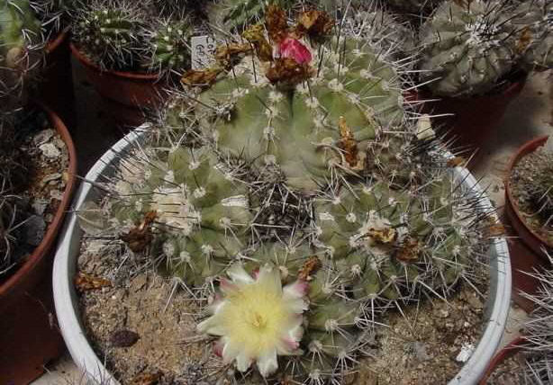 Copiapoa grandiflora PP