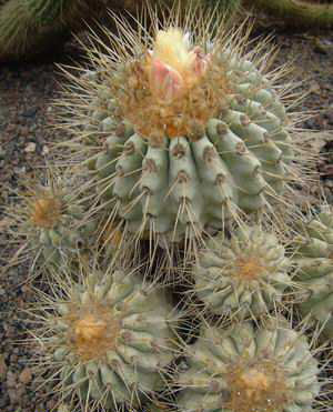 Copiapoa haseltoniana Dscf1855