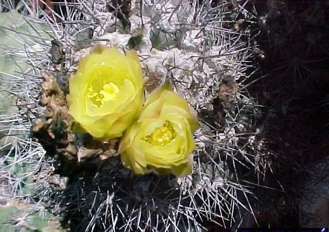 Copiapoa humilis (1)