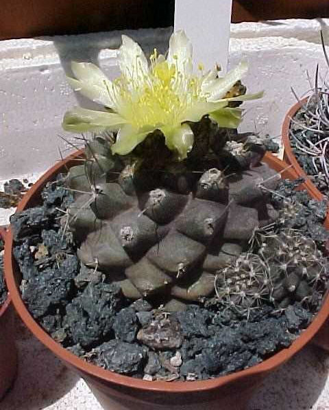 Copiapoa hypogaea (1)