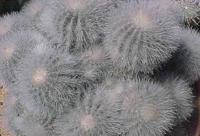 Copiapoa krainziana (large)