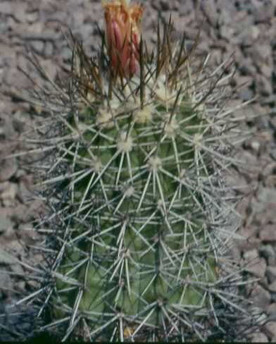 Copiapoa longistaminea