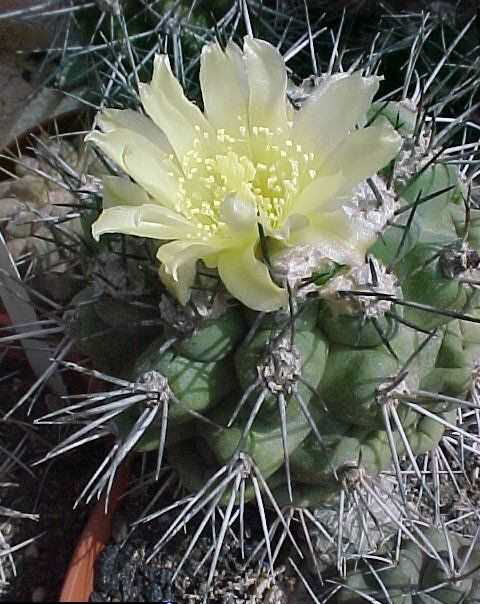 Copiapoa megarhiza (2)