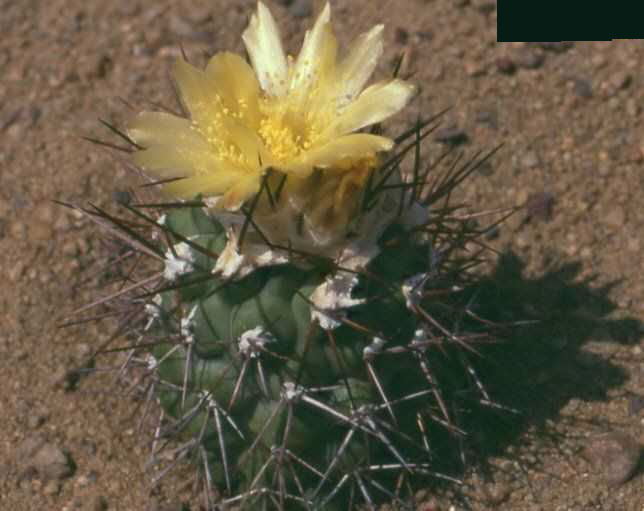 Copiapoa montana