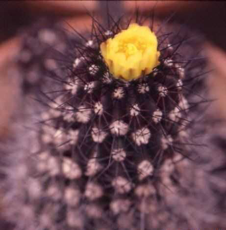 Copiapoa pendicolor