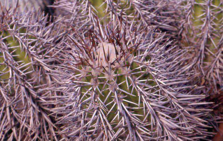 Copiapoa (Pilocopiapoa) rupestris