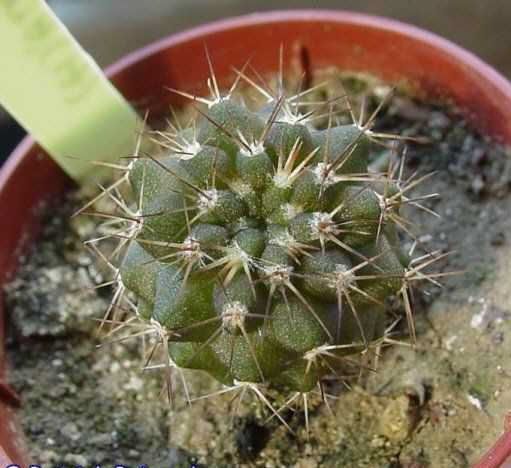 Copiapoa serpentisulcata_PP