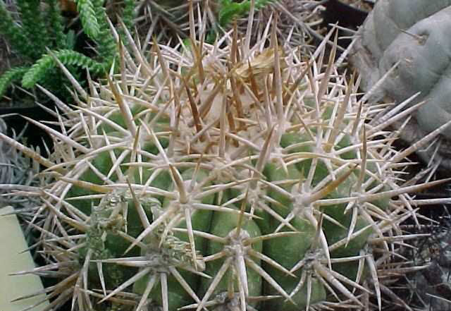 Copiapoa solaris