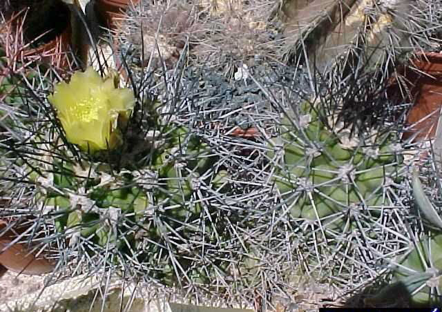 Copiapoa sp cespiteux (cf. fiedleriana ) Mvc-428f