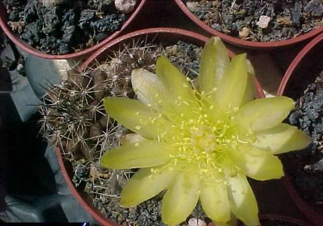 Copiapoa sp MVC-027f