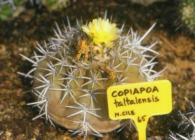 Copiapoa taltalensis