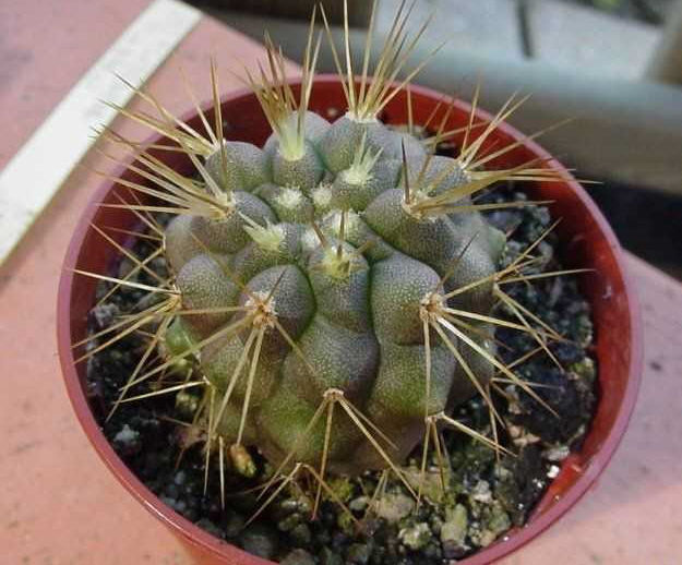 Copiapoa tenebrosa_PP