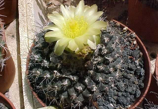 Copiapoa tenuissima (1)