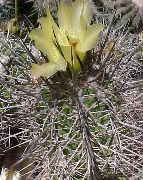 Copiapoa totoralensis (2)