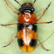 Coptocephala unifasciata