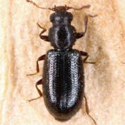 Corticaria obscura