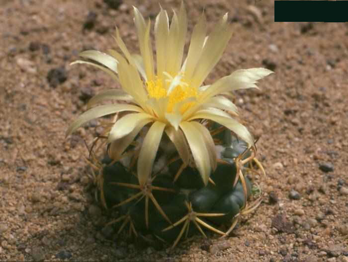 Coryphantha andreae