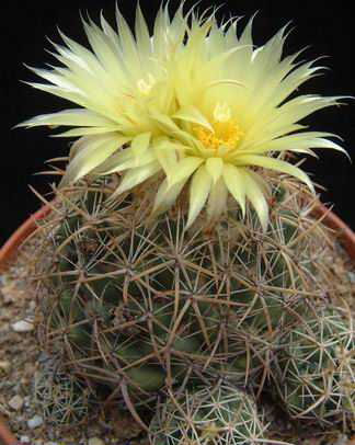 Coryphantha asterias Dscf2382