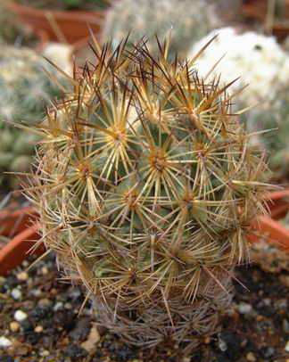 Coryphantha bergeriana Dscf1984