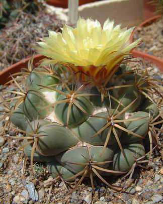 Coryphantha bumamma DSCF1599