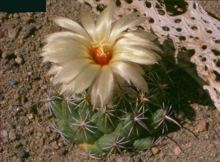 Coryphantha calipensis