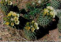 Coryphantha clavata JAA