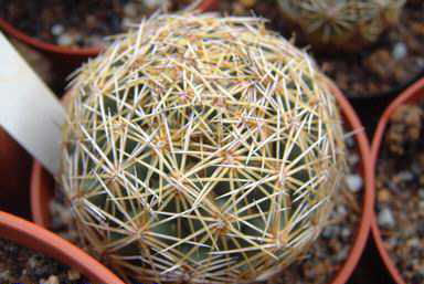 Coryphantha compacta Dscf4437