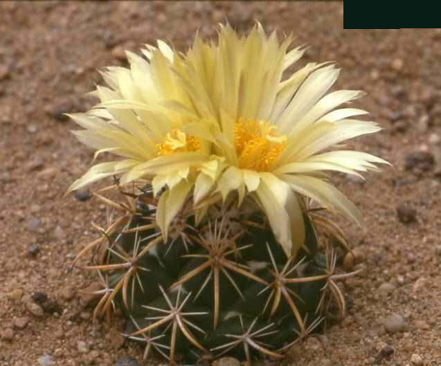 Coryphantha connivens 1