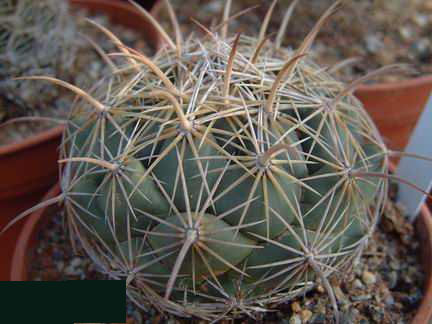 Coryphantha daimonoceras DSCF1424