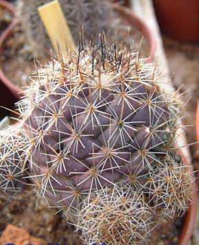 Coryphantha desertii Dscf4439