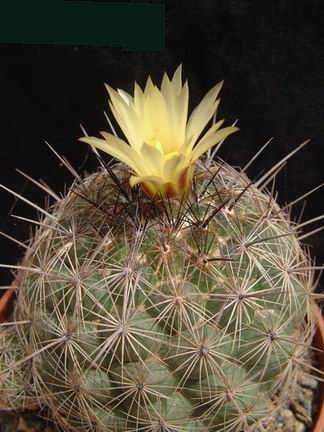 Coryphantha georgii JL04 Dscf2400