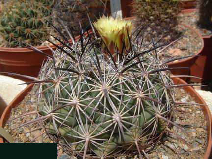 Coryphantha jaumavei DSCF1602