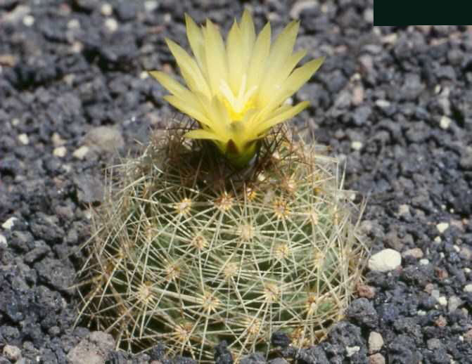 Coryphantha laui