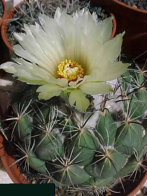 Coryphantha longicornis